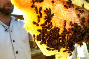 Beekeeping Naturally